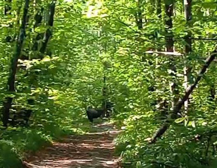 В лесу под Сызранью грибник лоб в лоб столкнулся с лесным великаном - видео