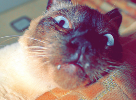 Переезд начинают с кошки - что еще входит в топ «новосельных» обрядов