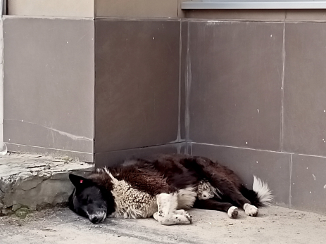 В одном из пунктов Ozon выдавали товары и принимали трупы: подробности дикой истории