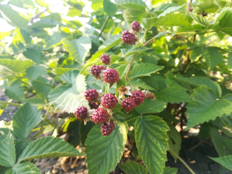 Дачникам рассказали, как правильно обрезать малину, розы и клематисы осенью