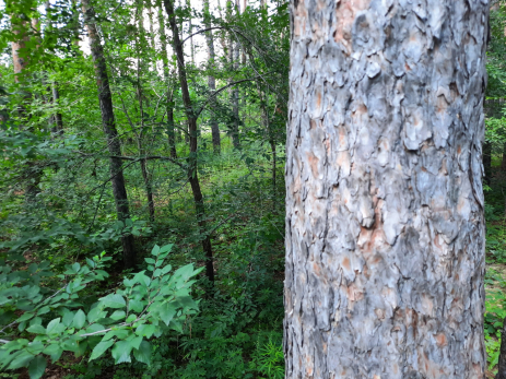 После ДТП с деревом можно остаться без прав