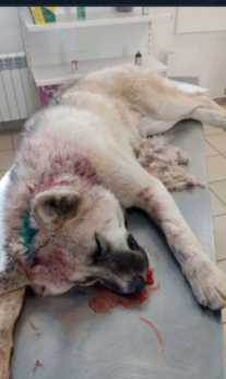 В Октябрьске живодеры пробили собаке голову кувалдой