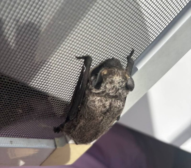 Темный рыцарь: в Сызрани летучая мышь захватила квартиру с котами