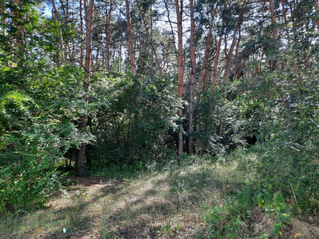 Очевидцы сообщают, что в лесу под Сызранью бродит медведь