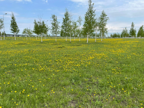 Фермера, у которого под Сызранью уничтожили урожай, обвинили в захвате земли