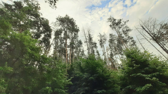 Грибникам перечислили грибы, за которые придется заплатить миллион рублей