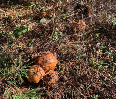 Грибникам назвали первые симптомы отравления грибами