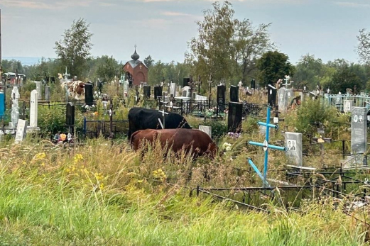 В оскверненной могиле покоится девочка: рогатые разгромили захоронения на сызранском кладбище