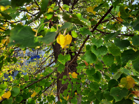 Народные приметы на 20 сентября: почему опасно грызть семечки и кому лук исполнит заветную мечту