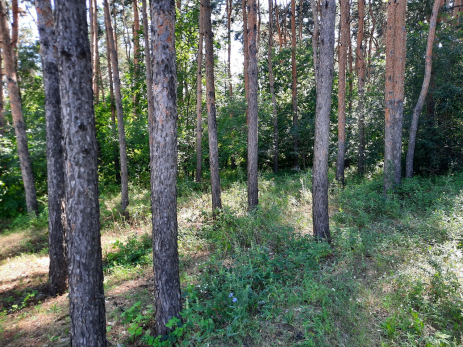 Грибникам на заметку: мальчик встретил в лесу медведя и притворился мертвым