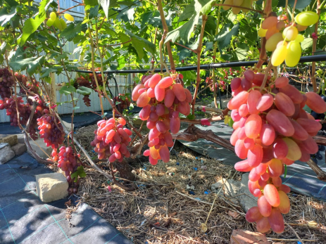 Известный селекционер раскрыл три вещи, которые обязательно нужно сделать с виноградом осенью