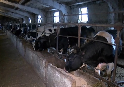 Злая корова пыталась убить доярку на молочной ферме в Самарской области