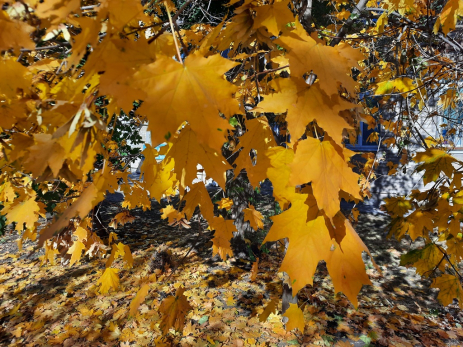 Народные приметы на 8 октября: кому грозит полоса неприятностей и что нужно съесть, чтоб не знать проблем с деньгами целый год