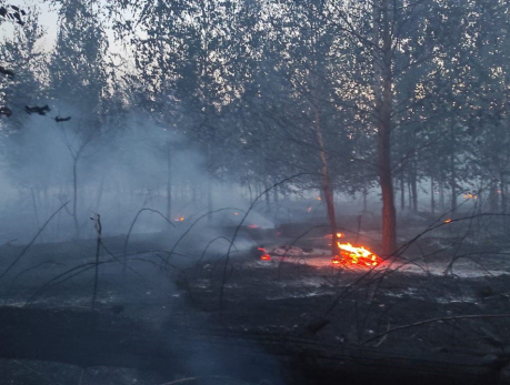 Под Сызранью почти сутки тушат крупный лесной пожар