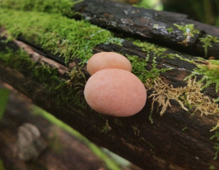 В лесах вырос новый вид грибов с запахом абрикоса. Можно ли его есть?