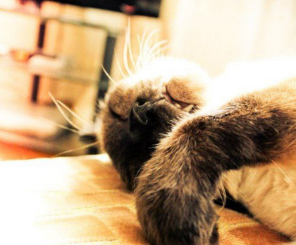 На шестнадцати аршинах сижу и буду сидеть: в квартирах законодательно ограничат число котов и собак