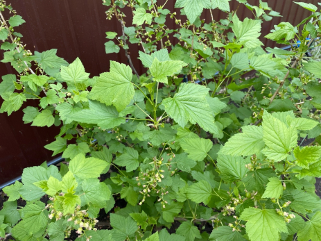 Почему осенью важно обрезать малину, смородину и крыжовник - как правильно это сделать