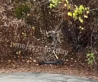 В последний путь: в Сызрани несчастные шеринговые самокаты сбрасывают с мостов и закидывают на крыши