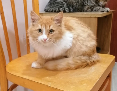 Посмотрите на фото, это ваш милаха? В Сызрани домашний кот без билета катался в автобусе