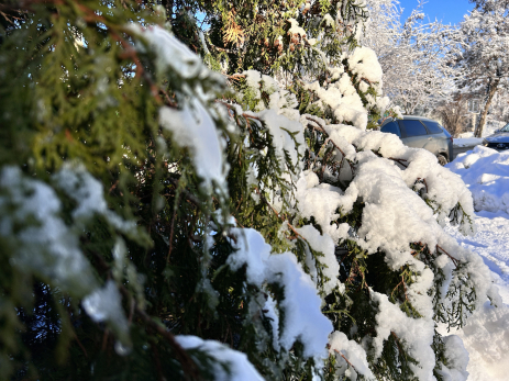 Раньше и не ждите: в Гидрометцентре сообщили, когда придет настоящая зима