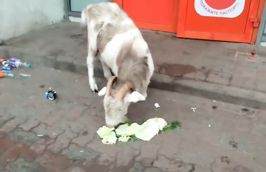 Ты чей? По сетям разлетелось видео с козлом, который аппетитно закусывает около алкомаркета