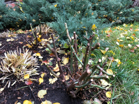 Дачникам рассказали, чем и как правильно укрывать растения на зиму