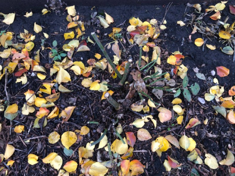 Чем и как надо срочно укрыть растения на даче: солнце, снег и морозы уничтожат ваш сад