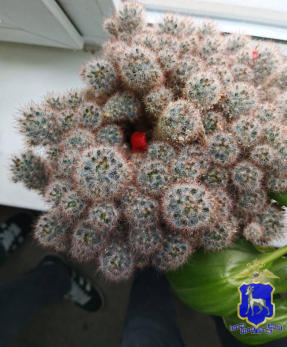 В Сызрани вскрыли сеть тайников с красными мешочками: в полиции рассказали подробности