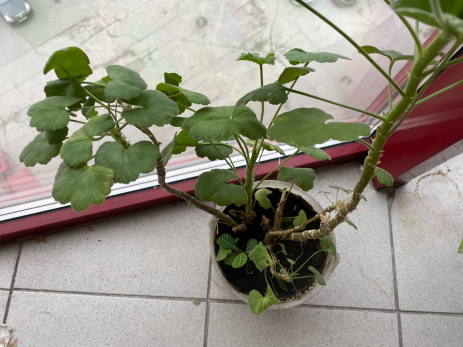 Градусники на улице показали минус три: какие растения надо срочно перевезти с дачи в квартиру