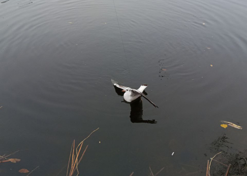 Редкий случай произошел в Сызрани. Рыбак закинул удочку и поймал не рыбу, и даже не зверя