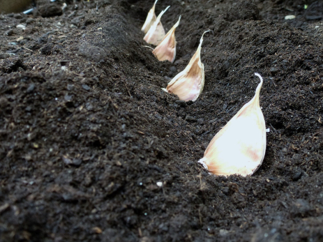 Как и когда сажать чеснок под зиму: выполните 5 условий и урожай будет бесподобным