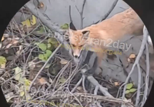 Пришла за колобком: у хлебного магазина в центре Сызрани бегает лиса – видео