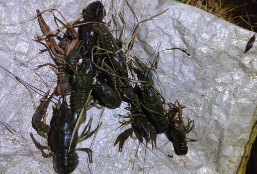 Алчного гостя из Самары задержали с поличным на Кашпире