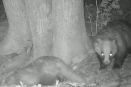 Любовь по-барсучьи - это вам не телячьи нежности: реальное видео из леса