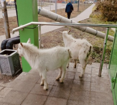 «Лучше пусть козы стоят, чем 40 пьяных школьников»: что-то очень вкусное появилось в местных «Пятёрочках»