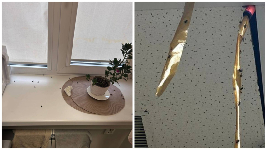 Вонь выедает глаза: жилой дом в центре Сызрани атаковали полчища насекомых - все усыпано трупами