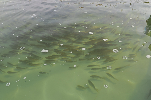 «Тяжмаш» выпустил в Волгу более трех тысяч речных «санитаров»