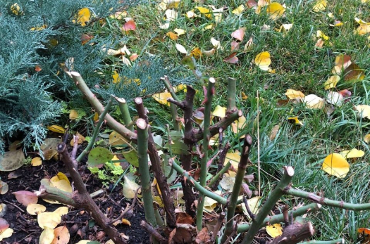 Что нужно обязательно сделать на даче в ноябре - готовим участок к зиме