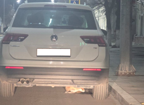 Лиса устроила игру в прятки на улице в центре Сызрани