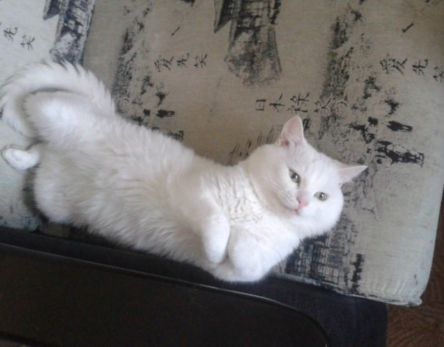 До 1 января жителям Самарской области лучше проверить метраж квартир: иначе - штраф за лишние рты