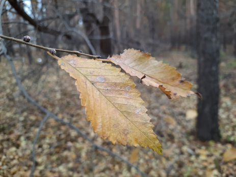 Народные приметы на 11 ноября: как не накликать на себя сто бед и почему в этот день нельзя общаться с незнакомцами