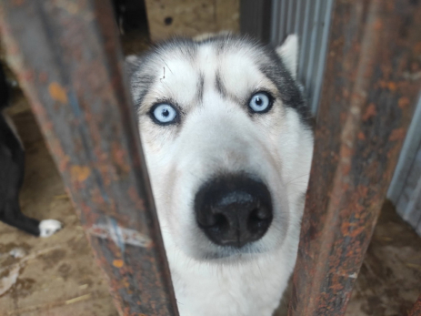 Раз денег, надо браться за оружие: предложено возобновить отстрел собак на улицах