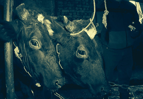 Под Сызранью вспыхивают очаги опасного заболевания, больных вырежут