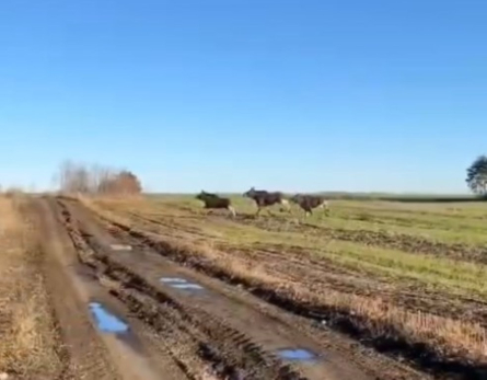 Резвые скакуны! Сызранские охотники сняли на видео дружный забег лосей