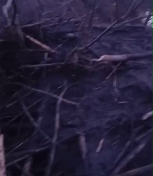 «Метра четыре в диаметре»: сызранские охотники устроили рум-тур по хатке бобра