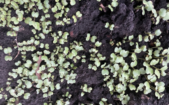 Что надо посеять на даче уже сейчас - весной будет обильный урожай: переживут морозы на раз-два