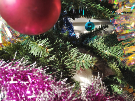 Хватают, как горячие пирожки: россияне бросились брать в аренду пушистых красавиц