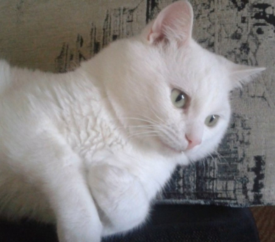 Чеширский Кот, Багира и кот Матроскин - названы любимые у россиян животные-персонажи