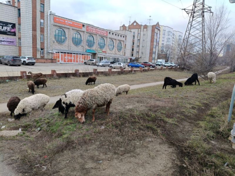 Сызрань превращается в пастбище: горожан возмутила пасущаяся на проспекте отара овец