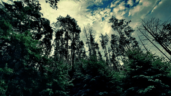 Обернулся и увидел его: грибник рассказал о жуткой встрече с лесным гигантом